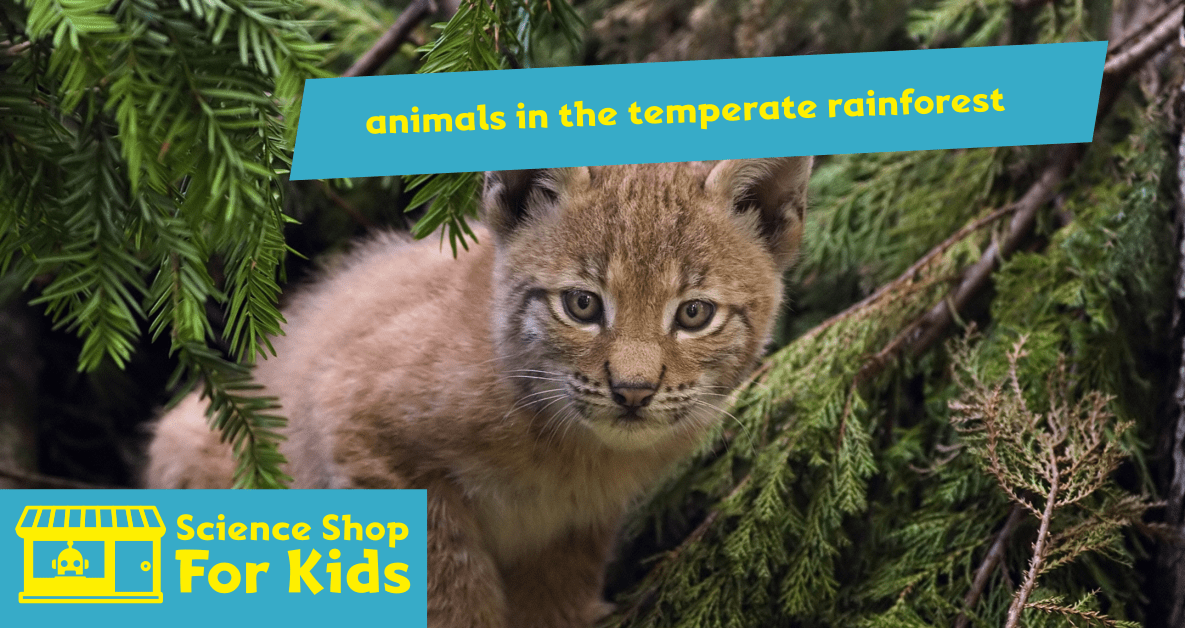 animals in the temperate rainforest - Science Shop For Kids