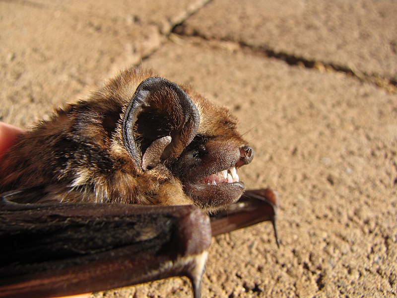 picture of a cute hoary bat